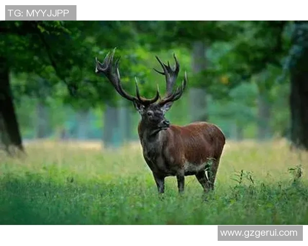 雄鹿栖息地与生态保护的挑战：全球范围内的保护策略与成功经验